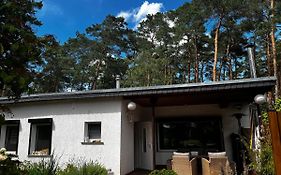 Kiefernblick